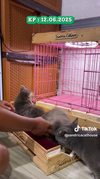 #CapCut #tiktoklive #pecintakucing #kucingimut #jasapacak #kawinkucing #kucinglucu #tiktok #trading