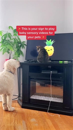 Thank you tik tok #petsoftiktok #babysensoryvideo #DealGuesser #christmas2021 #funnydog #funnycat #viraltiktok
