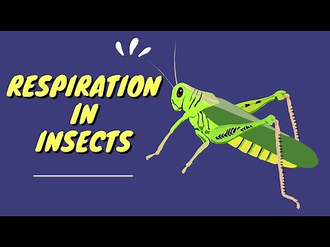 Respiration in insects|| spiracles || tracheal tubes