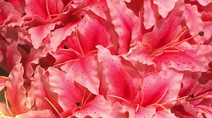 68K views · 1.9K reactions | Kentucky Derby on Reels | Facebook