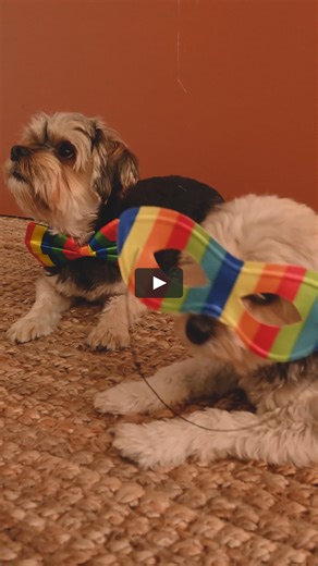Funny Animal Videos 2022 � - Funniest Dogs Videos�� #3 #shorts #funny_dog #dog #funniest