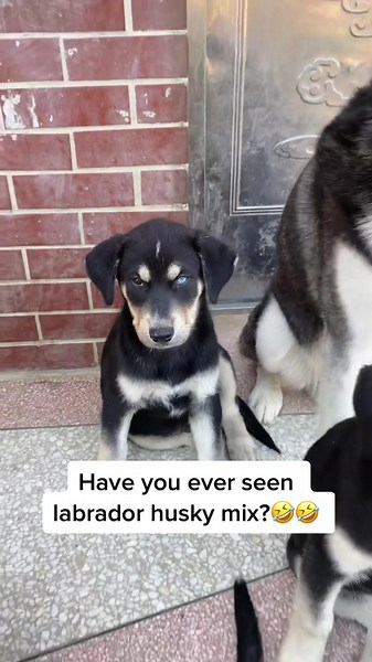 Labrador Husky Mix: A Playful Blend of Two Beloved Breeds