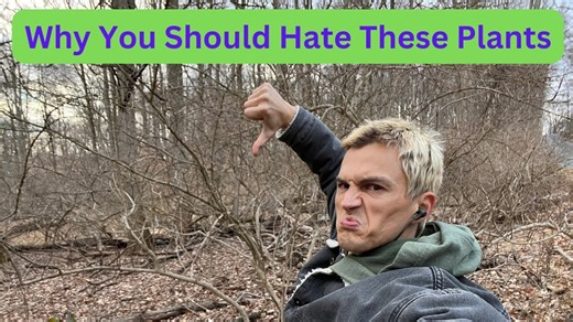 Invasive plant species - What they are, why they're bad & how to get rid of them