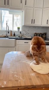 Cat's Dough Kneading Skills! Watch this cat take over the dough kneading process! #fblifestyle #AI Generated using Kling AI . . . (For entertainment purposes only. Consult professionals if guidance on activities is presented. No brand affiliation is implied if any are shown. If inspired by true events, creative adaptations may be included. Content may include public footage.) | Fabiosa Fitness