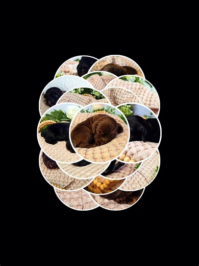 I think we accidentally created the cutest cocker spaniel babies on the internet. 🐶 Korabella’s little pop belly puppies are growing so fast and already stealing hearts. 6 boys 2 girls 5 black 3 chocolate They will go home with AKC paperwork, microchip, up to date shots, early socialization, potty training started, and a puppy gift bag. Be honest… which one would you pick? 🐾 #cockerspaniel #puppiesoftiktok #dogsoftiktok #puppylove #cute