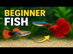 Top 5 EASY Fish That Every BEGINNER Needs Beginner Tropical Fish.