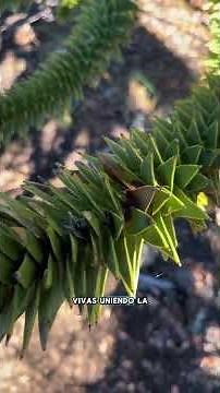 The Mother Araucaria