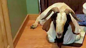 Teen has hilarious reaction to finding goat in house