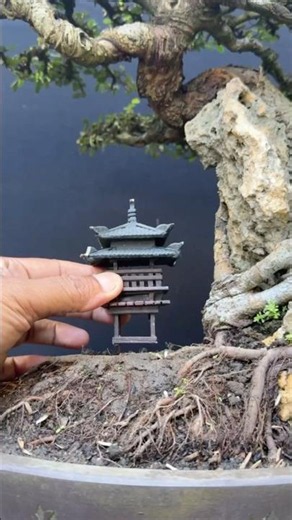 The Result of Patience and Consistency: A Beautiful Bonsai Tree