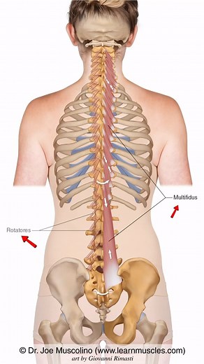 LearnMuscles Cont. Education on Instagram: "🔹 LearnMuscles.com 🔹 Excellence-in-education ✨Multifidus The Multifidus is a member of the Transversospinalis (Paraspinal*) group, composed of: Semispinalis Multifidus Rotatores *The term paraspinal usually denotes the muscles of the erector spinae group as well as the muscles of the transversospinalis group. The Multifidus has three parts: Multifidus Lumborum, Multifidus Thoracis, Multifidus Cervicis. Further, there are shorter Multifi