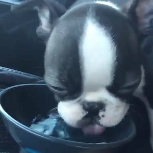 Learning to drink out of a bowl was so tiring when I was a baby. What is your momma or daddy’s favorite memory of you as a lil’ pup? This is one is a fave. . @chance.lukimi | Boston Terrier World
