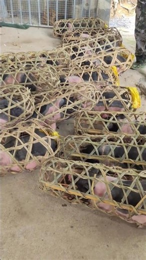 The Bamboo Pig Cage: A Traditional Chinese Transport Method 👀
