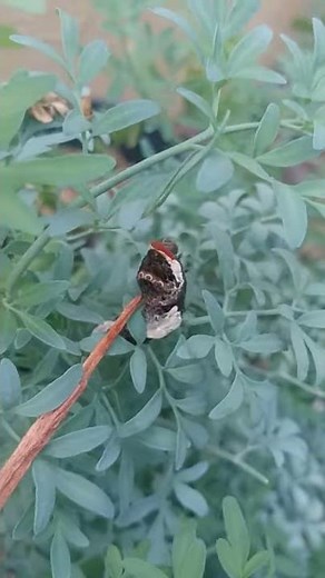 Eastern Giant Swallowtail caterpillar defenses!