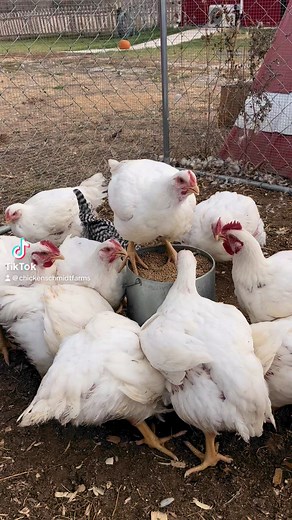 There are many myths and rumors about the Cornish Cross. They’re not genetically modified Frankenbirds but are instead the product of rigorous selective breeding! #cornishcross #meat #meatchickens #foryoureel #fyp #chickens #backyardflock #backyardchickens | Chicken Schmidt Farms