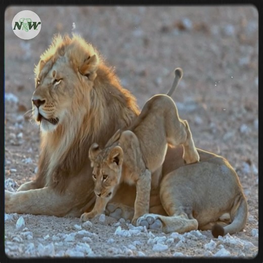 4.8K views · 361 reactions | The Joyful Adventures of a Lion Cub—[Full story in cᴑmments] | Nature and Wildlife TV | Facebook