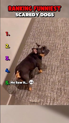 Ranking Top 5 Dogs Getting Scared Moments