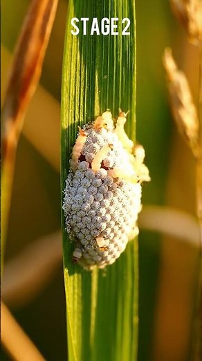 Robber Fly Life Cycle: How a Tiny Egg Becomes a Ruthless Hunter 💀 #insects #evolution