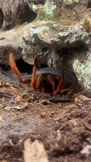 The Pamphobeteus sp. “Solaris” project is heating up 🔥. The female has molted to maturity and the male is….ready 🙃 Getting nervous for their date 😅 | Marshall Arachnids