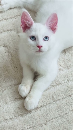 How old would you be in 2029 #mainecoon #toocute #kitten #catshorts #challenge #kitty