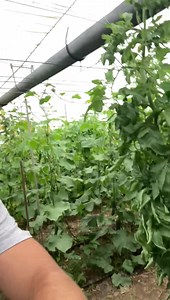 71K views · 1.5K reactions | Feliz domingo 六‍✌️ Empezamos la mañana con un consejo para sacar esquejes y reproducir hierva huerto, hortelana o hierva buena todos esos nombres se refieren a una misma planta   A por el domingo disfrutando de lo que hago. ❤️六‍ | Frutas Y Verduras NITO | Facebook