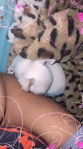 111K views · 1.9K reactions | Criadora de mini pincher on Reels | Facebook