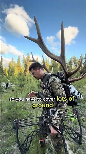 Archery elk hunting during the rut. How to call and bugle bulls.