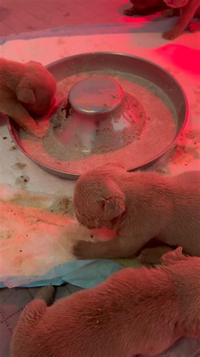 35 reactions · 4 comments | These pups are three weeks old. I got them right on schedule puppy mush today. It's been a long exhausting three weeks and this feels like a break. They've all accepted the puppy mush. #Puppylove #puppies #dogs #reels #explorepage #foryou #doglover #pets #petlovers | Aaron Campbell | Facebook