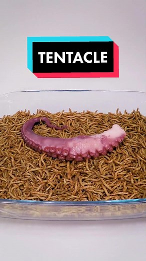 Mealworms vs Squid Tentacle: A Unique Timelapse Comparison