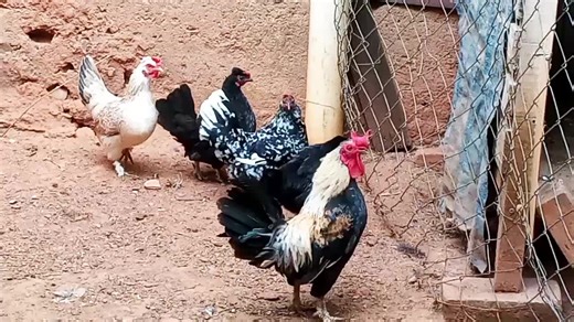 O que fazer para aumentar imunidade das Galinhas frangos ou pintinhos_ como deixar aves mais fortes_ criação de galinhas caipiras galinhas caipiras soltas criar galinha caipira no sítio criação de galinhas na roça galinhas caipiras no quintal manejo de galinhas caipiras galinheiro para galinha caipira como criar galinha caipira criação de frango caipira galinha caipira solta no terreiro criação de aves caipiras galinhas caipiras no sítio criar frango caipira solto galinha caipira saudável alimen