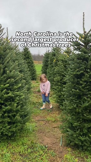 Did you know you can also cut your own Christmas Tree?! Like Taylor says, in my heart is a Christmas tree farm (in North Carolina) and you can find a list of our 14 to dance under sparkling lights on NC Tripping 😝 #nc #nctripping #northcarolina #northcarolinacheck #christmastree #christmastreefarm #christmastreefarmtaylorswift #ncchristmastrees #visitnc