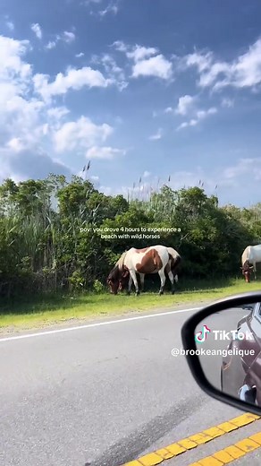 Wild Horses of Assateague Island: A Unique Beach Experience