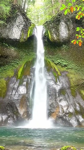 森の奥に響く滝の音｜深い眠りへ導く癒しの自然音 #asmr #waterfall #寝落ち音楽 #作業用bgm #nature #peace #lifeisbutadream