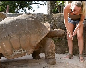319K views · 985 shares | Awesome Turtle farming in China | Agriculture Technology | Facebook