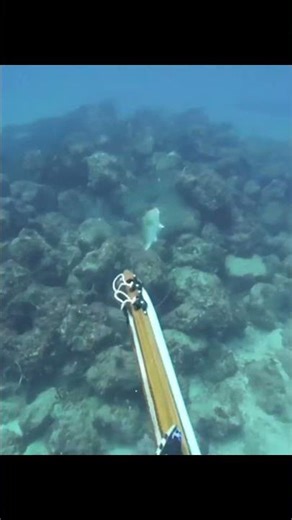 Dog Snapper Gets Smoked 