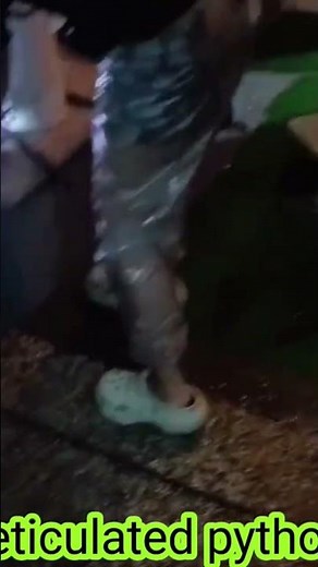 Reticulated python - Malayopython reticulatus - Ular sanca kembang - Rescue by Nurani