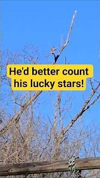 Hawk in the Chicken Run! Protecting Our Flock from Aerial Attacks #homestead #layinghens #predator