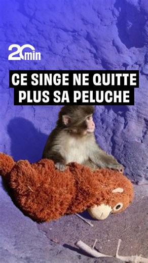 Il a suffi de quelques images de ce petit singe, pour faire littéralement fondre le cœur de milliers d’internautes. Captées au zoo d’Ichikawa, au Japon, les images montrent un adorable bébé macaque traînant partout une gigantesque peluche d’orang-outan : en mangeant, en dormant… le petit singe ne quitte jamais son doudou. ➡️ https://www.20min.fr/j3k | 20 Minutes