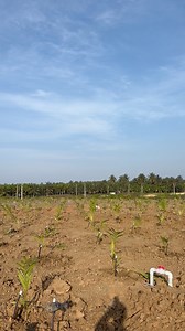 110K views · 1K reactions | Hdpe Underground Drip Irrigation system...