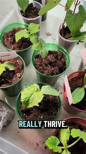 No leggy seedlings with this $20 setup