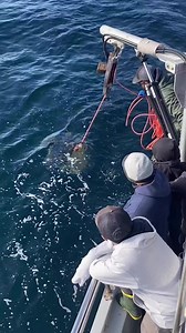 Oakland Anglers had a great time with our Ambush Hoop Nets this season! IG Repost from @oaklandanglers #crabbing #crabs #oaklandanglers #norcal #norcalcrabs #norcalcrabbing #crab #dungenesscrab | Promar & Ahi USA
