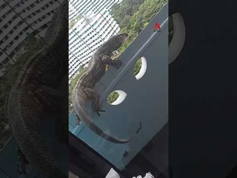 Monitor lizard that wandered into Punggol flat not native to Singapore; NParks investigating