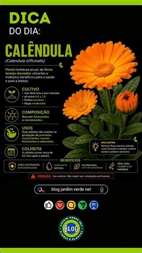 Calêndula (Calendula officinalis)