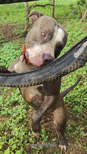 5 Most Popular Dog Breeds in the World 🥵🐕 #max #pitbull #facts #shorts #dogbreed #pets #dog