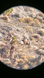 362K views · 7.2K reactions | This Wildlife Wednesday we're heading into 2023 with a bang! | Nevada Department of Wildlife | Facebook