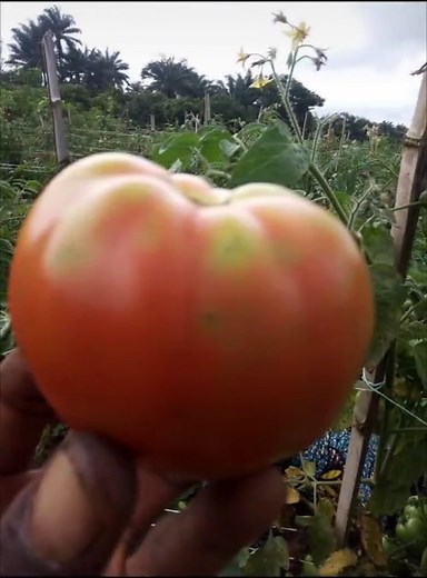 Tomato Farming Challenges in Nigeria