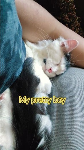 I love him #youtubeshorts #fypシ゚viral #prettycat #prettylittlebaby #prettyboy #kitten #socute #awwww
