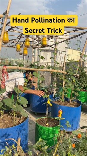 Hand Pollination कब और कैसे करें | #aasanbagwani #handpollination