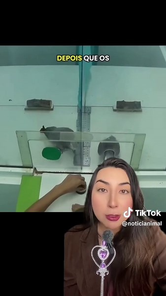 Papagaios aprendem sobre capitalismo em experimento inovador