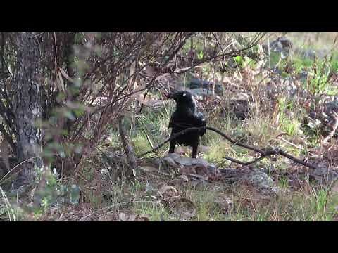 Ravens catch and kill a wild rabbit and begin to eat it.