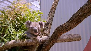 Narrated by Naomi Watts, this series is an intimate look at just what it takes to run one of the world's most famous and magnificent zoos. Today, we meet Kibali, a Silverback Gorilla. Inside Taronga Zoo | Starts Tonight, 7.30pm | TVNZ 1